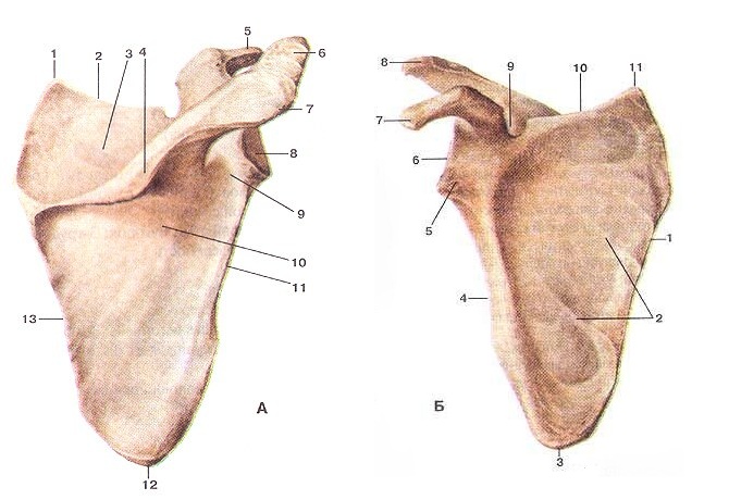 Лопатка топографическая анатомия