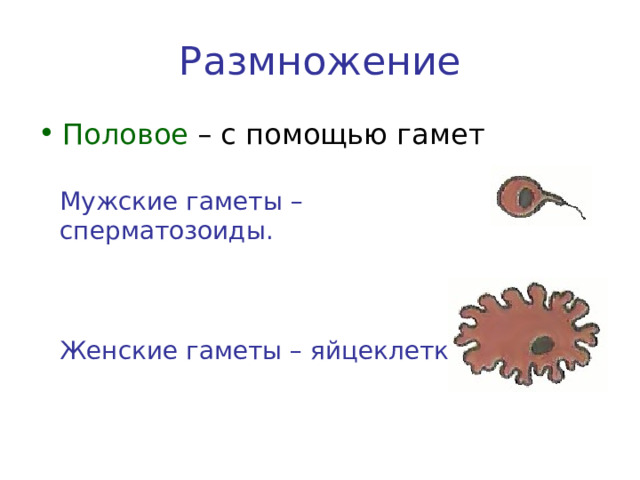 Размножение Половое – с помощью гамет Мужские гаметы – сперматозоиды. Женские гаметы – яйцеклетки. 
