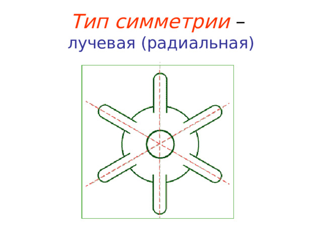 Тип симметрии –  лучевая (радиальная) 