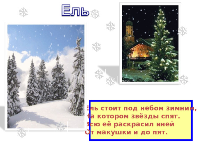  Ель стоит под небом зимним, На котором звёзды спят. Всю её раскрасил иней От макушки и до пят. 