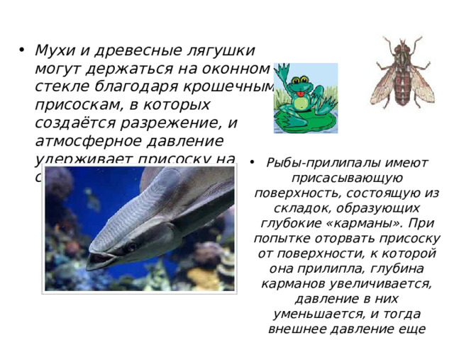  Атмосферное давление в природе Мухи и древесные лягушки могут держаться на оконном стекле благодаря крошечным присоскам, в которых создаётся разрежение, и атмосферное давление удерживает присоску на стекле. Рыбы-прилипалы имеют присасывающую поверхность, состоящую из складок, образующих глубокие «карманы». При попытке оторвать присоску от поверхности, к которой она прилипла, глубина карманов увеличивается, давление в них уменьшается, и тогда внешнее давление еще сильнее прижимает присоску. 