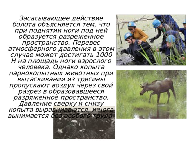  Атмосферное давление в природе Засасывающее действие болота объясняется тем, что при поднятии ноги под ней образуется разреженное пространство. Перевес атмосферного давления в этом случае может достигать 1000 Н на площадь ноги взрослого человека. Однако копыта парнокопытных животных при вытаскивании из трясины пропускают воздух через свой разрез в образовавшееся разряженное пространство. Давление сверху и снизу копыта выравниваются, и нога вынимается без особого труда. 