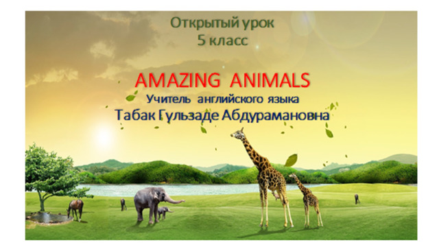 Amazing creatures 5 класс. Amazing creatures 5 класс Spotlight презентация. Страница 66 учебник спотлайт amazing creatures animals of India. Amazing creatures Lesson Plan. Рисунок к песне amazing creatures.