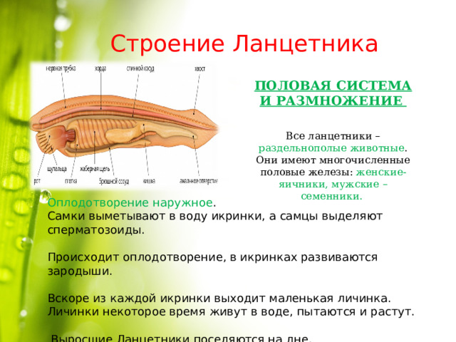 Строение Ланцетника ПОЛОВАЯ СИСТЕМА И РАЗМНОЖЕНИЕ  Все ланцетники – раздельнополые животные . Они имеют многочисленные половые железы: женские- яичники, мужские – семенники. Оплодотворение наружное . Самки выметывают в воду икринки, а самцы выделяют сперматозоиды. Происходит оплодотворение, в икринках развиваются зародыши. Вскоре из каждой икринки выходит маленькая личинка. Личинки некоторое время живут в воде, пытаются и растут.  Выросшие Ланцетники поселяются на дне. 