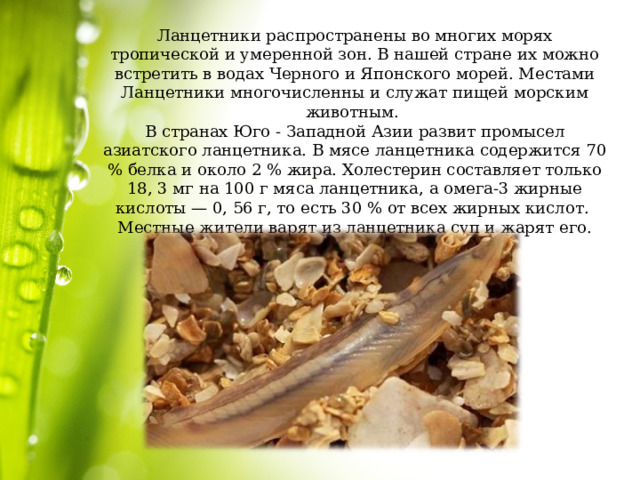 Ланцетники распространены во многих морях тропической и умеренной зон. В нашей стране их можно встретить в водах Черного и Японского морей. Местами Ланцетники многочисленны и служат пищей морским животным.  В странах Юго - Западной Азии развит промысел азиатского ланцетника.  В мясе ланцетника содержится 70 % белка и около 2 % жира. Холестерин составляет только 18, 3 мг на 100 г мяса ланцетника, а омега-3 жирные кислоты — 0, 56 г, то есть 30 % от всех жирных кислот.  Местные жители варят из ланцетника суп и жарят его. 
