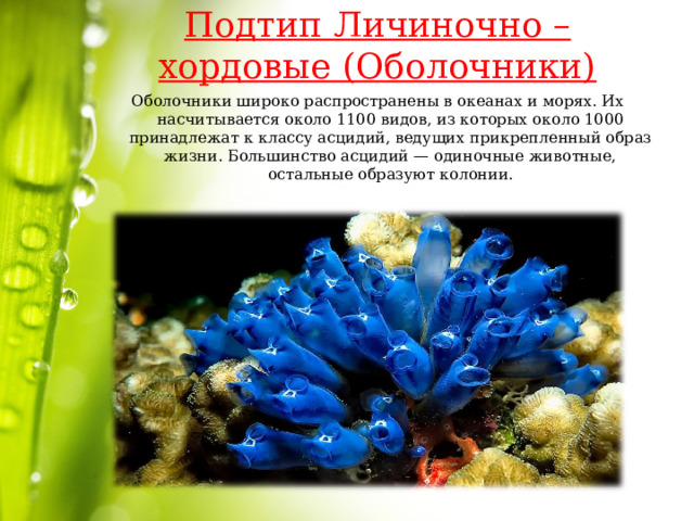Подтип Личиночно – хордовые (Оболочники)   Оболочники широко распространены в океанах и морях. Их насчитывается около 1100 видов, из которых около 1000 принад­лежат к классу асцидий, ведущих прикрепленный образ жизни. Большинство асцидий — одиночные животные, остальные образуют колонии. 