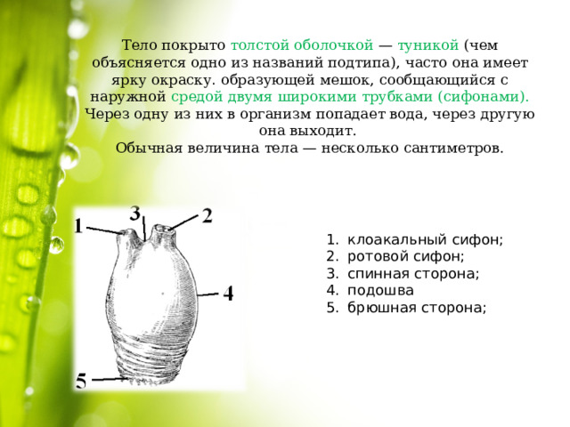 Тело покрыто толстой оболочкой — туникой (чем объясняется одно из названий подтипа),  часто она имеет ярку окраску . образующей мешок, сообщающийся с наружной средой двумя широкими трубками (сифонами). Через одну из них в организм попадает вода, через другую она выходит.  Обычная величина тела — несколько сантиметров. клоакальный сифон; ротовой сифон; спинная сторона;  подошва брюшная сторона; 