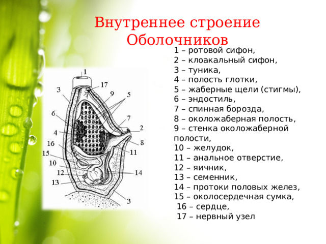 Внутреннее строение Оболочников 1 – ротовой сифон, 2 – клоакальный сифон, 3 – туника, 4 – полость глотки, 5 – жаберные щели (стигмы), 6 – эндостиль, 7 – спинная борозда, 8 – околожаберная полость, 9 – стенка околожаберной полости, 10 – желудок, 11 – анальное отверстие, 12 – яичник, 13 – семенник, 14 – протоки половых желез, 15 – околосердечная сумка,  16 – сердце,  17 – нервный узел 