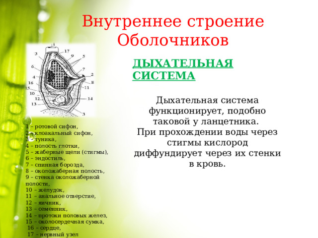 Внутреннее строение Оболочников ДЫХАТЕЛЬНАЯ СИСТЕМА  Дыхательная система функционирует, подобно таковой у ланцетника. При прохождении воды через стигмы кислород диффундирует через их стенки в кровь.    1 – ротовой сифон, 2 – клоакальный сифон, 3 – туника, 4 – полость глотки, 5 – жаберные щели (стигмы), 6 – эндостиль, 7 – спинная борозда, 8 – околожаберная полость, 9 – стенка околожаберной полости, 10 – желудок, 11 – анальное отверстие, 12 – яичник, 13 – семенник, 14 – протоки половых желез, 15 – околосердечная сумка,  16 – сердце,  17 – нервный узел 