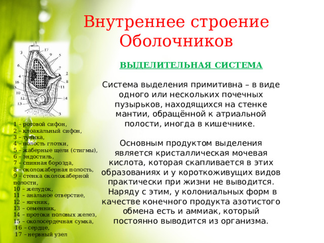 Внутреннее строение Оболочников ВЫДЕЛИТЕЛЬНАЯ СИСТЕМА  Система выделения примитивна – в виде одного или нескольких почечных пузырьков, находящихся на стенке мантии, обращённой к атриальной полости, иногда в кишечнике. Основным продуктом выделения является кристаллическая мочевая кислота, которая скапливается в этих образованиях и у короткоживущих видов практически при жизни не выводится.  Наряду с этим, у колониальных форм в качестве конечного продукта азотистого обмена есть и аммиак, который постоянно выводится из организма. 1 – ротовой сифон, 2 – клоакальный сифон, 3 – туника, 4 – полость глотки, 5 – жаберные щели (стигмы), 6 – эндостиль, 7 – спинная борозда, 8 – околожаберная полость, 9 – стенка околожаберной полости, 10 – желудок, 11 – анальное отверстие, 12 – яичник, 13 – семенник, 14 – протоки половых желез, 15 – околосердечная сумка,  16 – сердце,  17 – нервный узел 