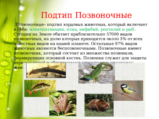 Подтип Позвоночные  Позвоночные– подтип хордовых животных, который включает в себя: млекопитающих, птиц, амфибий, рептилий и рыб . Сегодня на Земле обитает приблизительно 57000 видов позвоночных, на долю которых приходится около 3% от всех известных видов на нашей планете. Остальные 97% видов животных являются беспозвоночными. Позвоночные имеют позвоночник, который состоит из множества позвонков, формирующих основной костяк. Позвонки служат для защиты нервных цепей и обеспечивают структурную поддержку животного. 