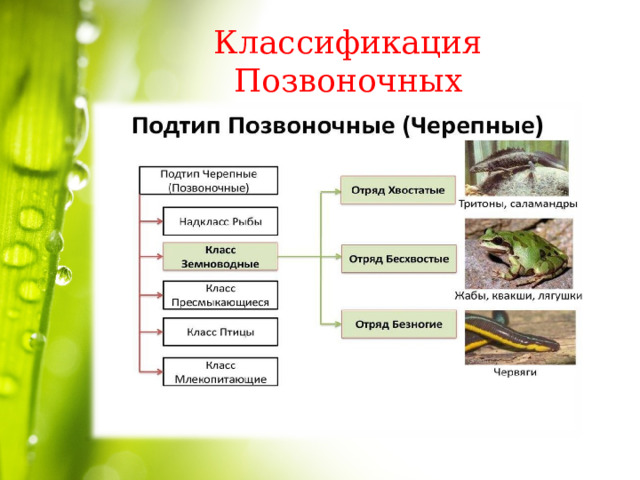 Классификация Позвоночных 
