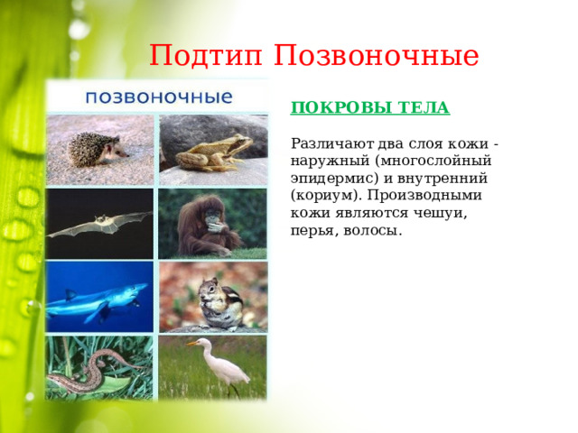 Подтип Позвоночные ПОКРОВЫ ТЕЛА  Различают два слоя кожи - наружный (многослойный эпидермис) и внутренний (кориум). Производными кожи являются чешуи, перья, волосы. 