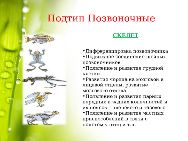 Подтип Позвоночные СКЕЛЕТ Дифференцировка позвоночника Подвижное соединение шейных позвоночников Появление и развитие грудной клетки Развитие черепа на мозговой и лицевой отделы, развитие мозгового отдела Появление и развитие парных передних и задних конечностей и их поясов – плечевого и тазового Появление и развитие частных приспособлений в связи с полетом у птиц и т.п. 
