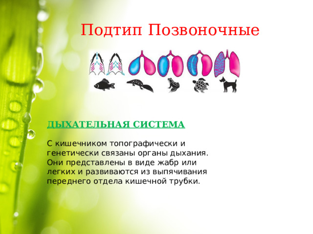Подтип Позвоночные ДЫХАТЕЛЬНАЯ СИСТЕМА  С кишечником топографически и генетически связаны органы дыхания. Они представлены в виде жабр или легких и развиваются из выпячивания переднего отдела кишечной трубки. 