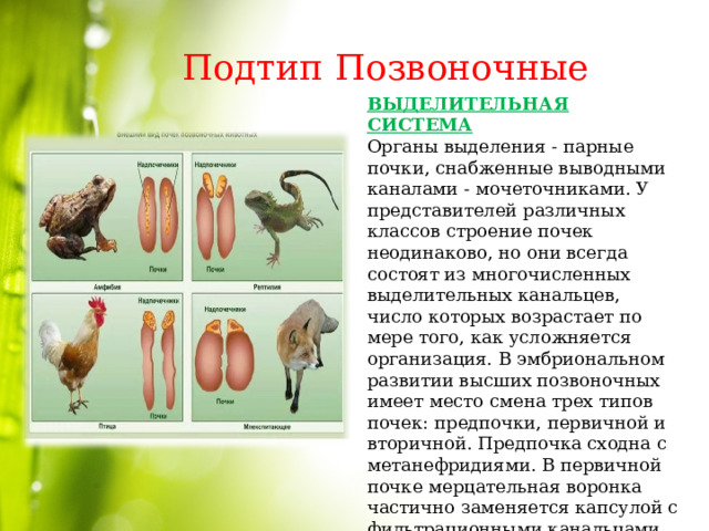 Подтип Позвоночные ВЫДЕЛИТЕЛЬНАЯ СИСТЕМА Органы выделения - парные почки, снабженные выводными каналами - мочеточниками. У представителей различных классов строение почек неодинаково, но они всегда состоят из многочисленных выделительных канальцев, число которых возрастает по мере того, как усложняется организация. В эмбриональном развитии высших позвоночных имеет место смена трех типов почек: предпочки, первичной и вторичной. Предпочка сходна с метанефридиями. В первичной почке мерцательная воронка частично заменяется капсулой с фильтрационными канальцами. Наконец, во вторичной почке такая замена осуществляется полностью. 