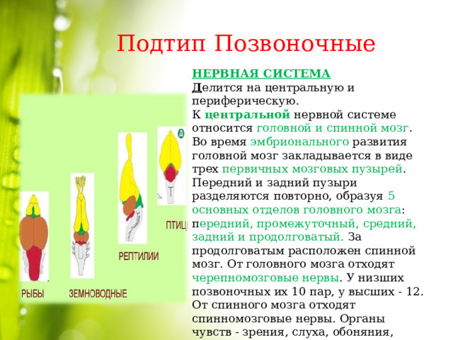 Подтип Позвоночные НЕРВНАЯ СИСТЕМА Д елится на центральную и периферическую. К центральной нервной системе относится головной и спинной мозг . Во время эмбрионального развития головной мозг закладывается в виде трех первичных мозговых пузырей . Передний и задний пузыри разделяются повторно, образуя 5 основных отделов головного мозга : п ередний, промежуточный, средний, задний и продолговатый. За продолговатым расположен спинной мозг. От головного мозга отходят черепномозговые нервы . У низших позвоночных их 10 пар, у высших - 12. От спинного мозга отходят спинномозговые нервы. Органы чувств - зрения, слуха, обоняния, вкуса и осязания - достигают высокого развития. 