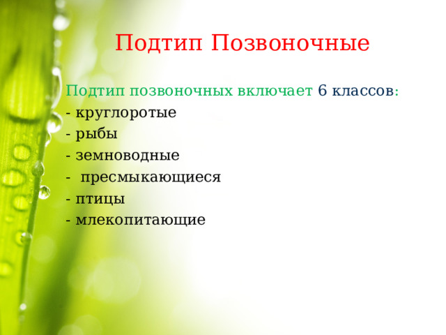 Подтип Позвоночные Подтип позвоночных включает  6 классов :  - круглоротые - рыбы - земноводные - пресмыкающиеся - птицы - млекопитающие 