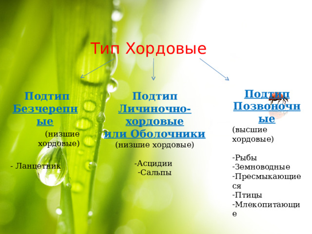 Тип Хордовые Подтип Позвоночные (высшие хордовые) Рыбы Земноводные Пресмыкающиеся Птицы Млекопитающие  Подтип Личиночно-хордовые или Оболочники (низшие хордовые) -Асцидии  Подтип Безчерепные (низшие хордовые) - Ланцетник Сальпы     