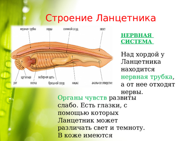 Органы чувств ланцетника