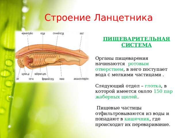 Строение Ланцетника ПИЩЕВАРИТЕЛЬНАЯ СИСТЕМА  Органы пищеварения начинаются ротовым отверстием , в него поступает вода с мелкими частицами . Следующий отдел – глотка , в которой имеется около 150 пар жаберных щелей .  Пищевые частицы отфильтровываются из воды и попадают в кишечник , где происходит их переваривание.   