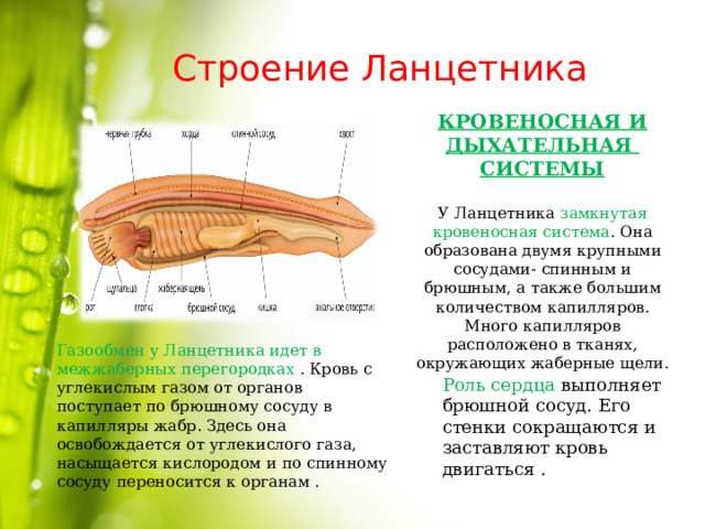 Речной рак дышит при помощи жабр растворенный в воде кислород проникает через стенки жабр в