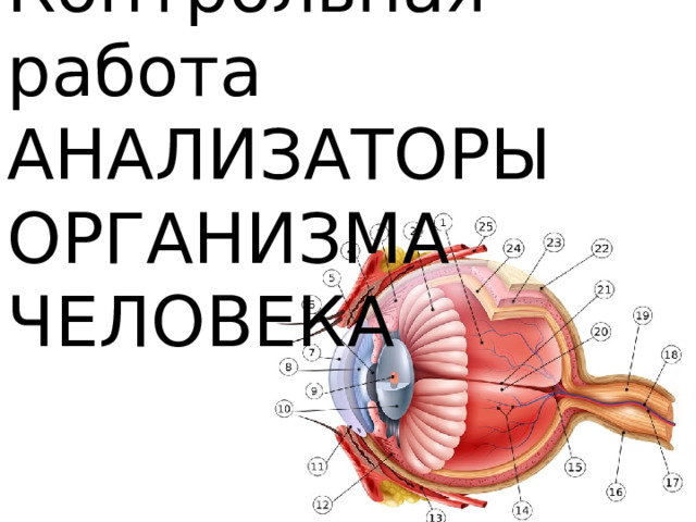 Анализаторы человека 8 класс