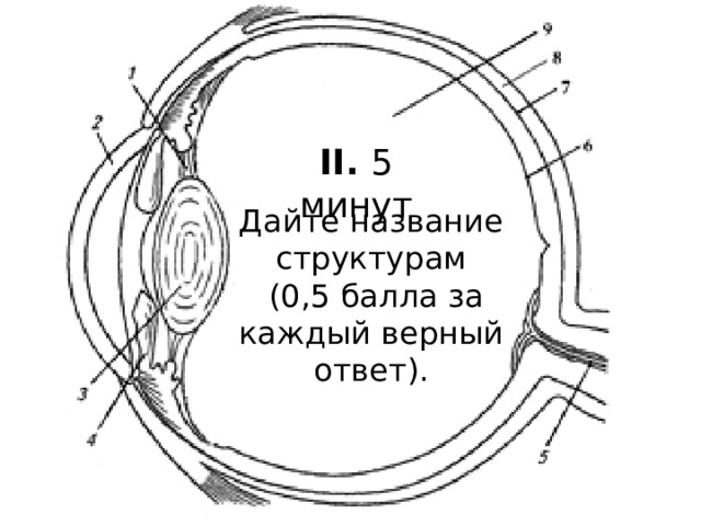 II. 5 минут Дайте название структурам  (0,5 балла за каждый верный ответ). 