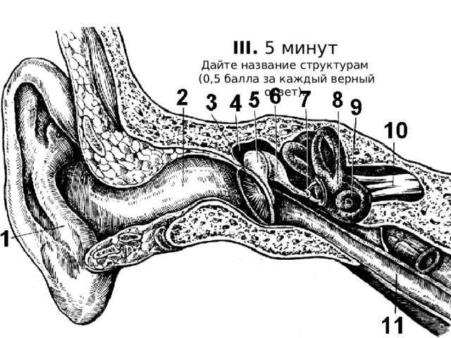 III. 5 минут Дайте название структурам  (0,5 балла за каждый верный ответ). 