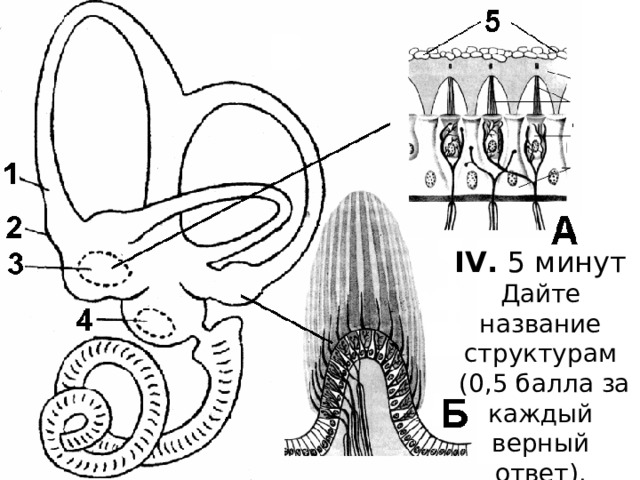 IV. 5 минут Дайте название структурам  (0,5 балла за каждый верный ответ). 