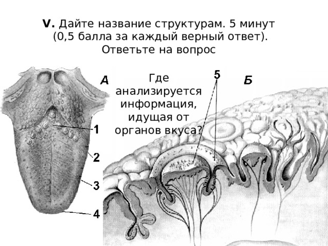 V. Дайте название структурам. 5 минут  (0,5 балла за каждый верный ответ). Ответьте на вопрос Где анализируется информация, идущая от органов вкуса? 