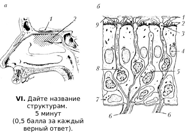 VI. Дайте название структурам. 5 минут  (0,5 балла за каждый верный ответ). 