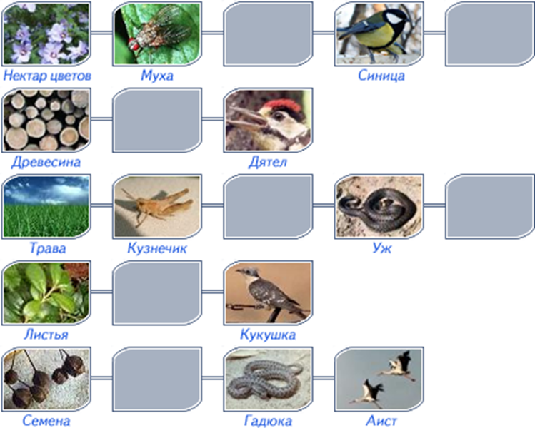 Бактерии гниения лось ель заяц волк лиственница. Нектар цветов Муха синица цепь питания. Схема передачи веществ и энергии цепей питания. Составление схемы передачи веществ и энергии цепи питания биология. Цепочка питания по биологии.