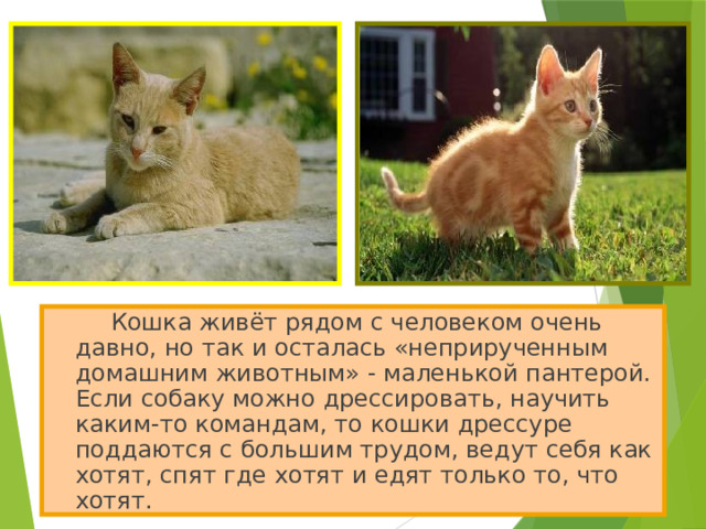   Кошка живёт рядом с человеком очень давно, но так и осталась «неприрученным домашним животным» - маленькой пантерой. Если собаку можно дрессировать, научить каким-то командам, то кошки дрессуре поддаются с большим трудом, ведут себя как хотят, спят где хотят и едят только то, что хотят. 