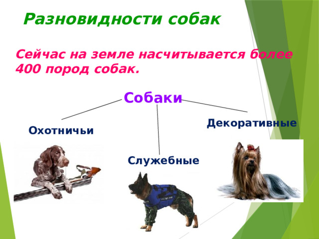 Разновидности собак Сейчас на земле насчитывается более 400 пород собак. Собаки Декоративные Охотничьи Служебные 