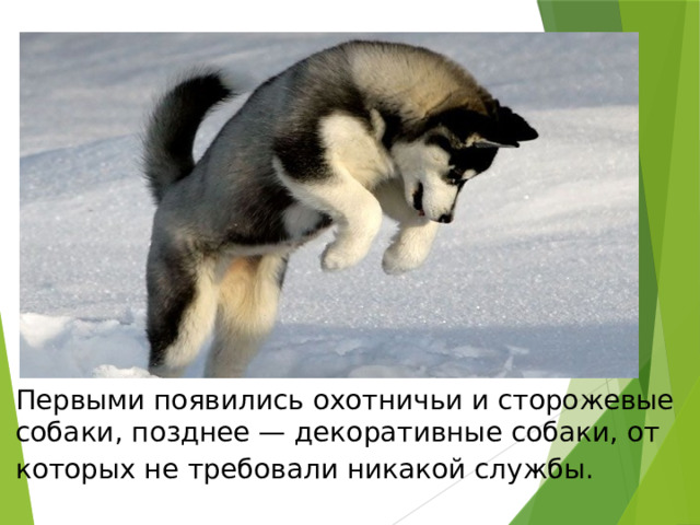 Первыми появились охотничьи и сторожевые собаки, позднее — декоративные собаки, от которых не требовали никакой службы.     