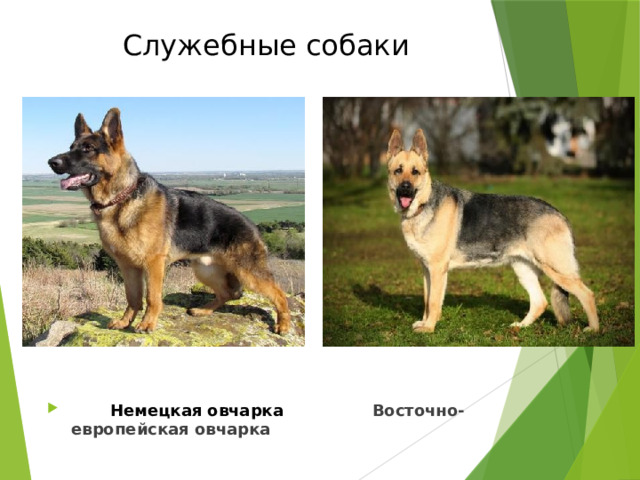 Служебные собаки  Немецкая овчарка Восточно- европейская овчарка 