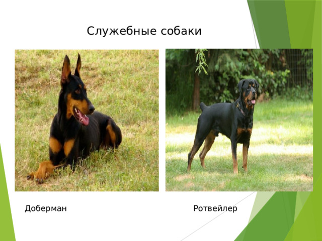 Служебные собаки Доберман Ротвейлер 
