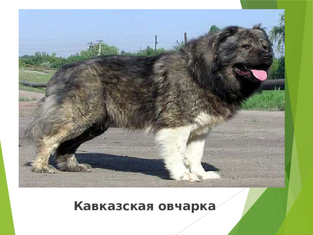 Кавказская овчарка 