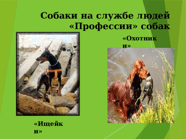 Собаки на службе людей  «Профессии» собак «Охотники» «Ищейки» 