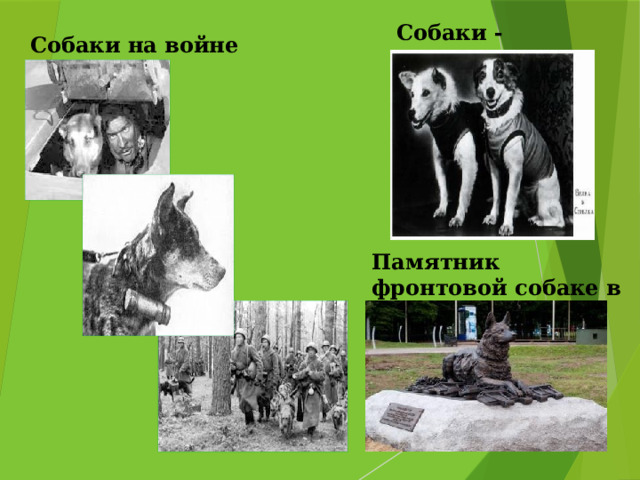 Собаки - космонавты Собаки на войне Памятник фронтовой собаке в Москве 