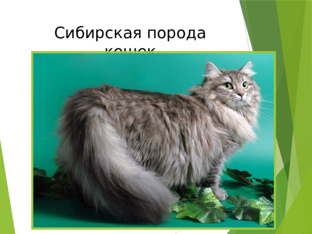 Сибирская порода кошек 
