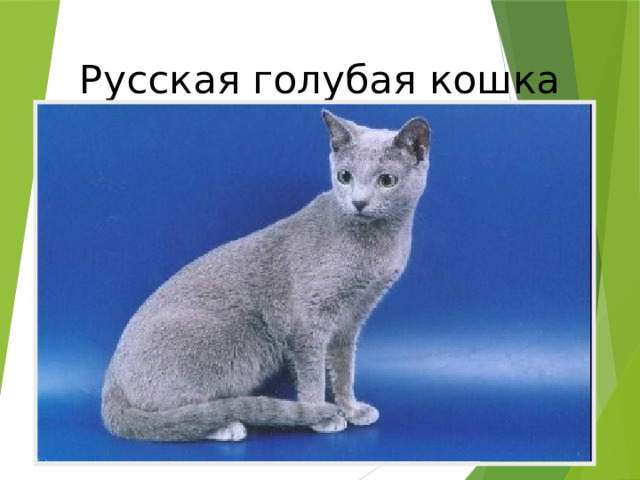 Русская голубая кошка 