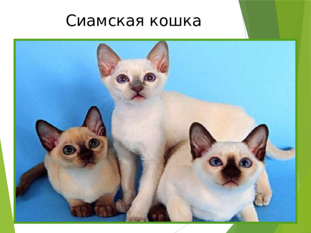 Сиамская кошка 