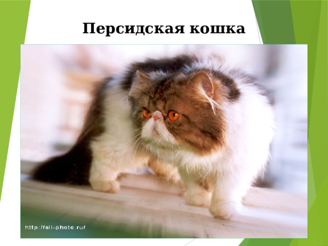 Персидская кошка   