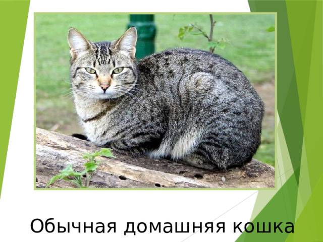 Обычная домашняя кошка 