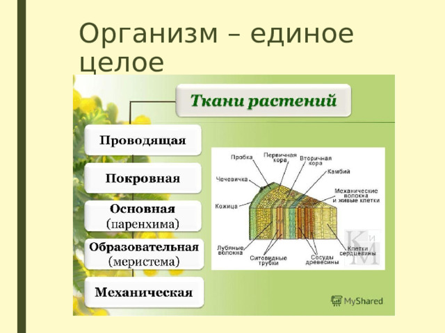 Организм единое целое презентация