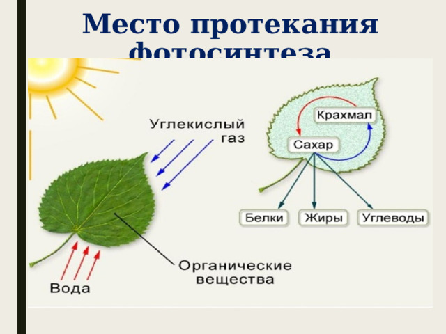 Место протекания фотосинтеза. Время протекания фотосинтеза. Презентация на тему царство растений 5 класс по биологии.