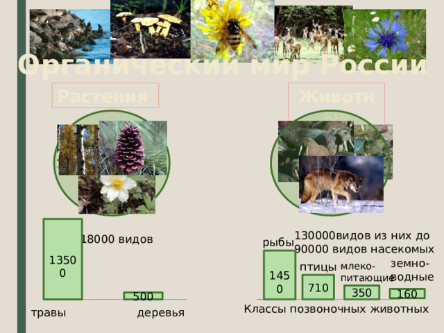 8 класс география растительный и животный мир