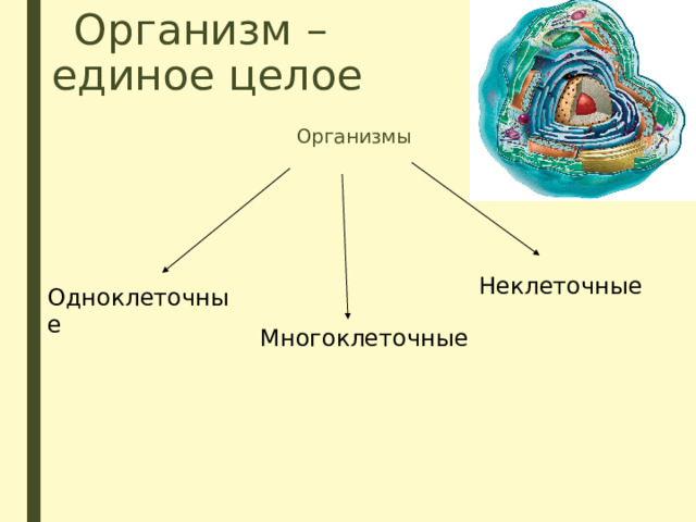 Организм единое целое 6 класс